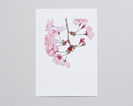 UV印刷ポストカード